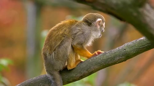 Close Up of a Squirrel Monkey Sitting Calmly on a Branch in the Jungle