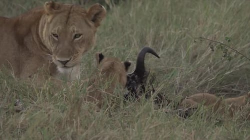 Lioness and cubs eating, Masai Mara, Kenya