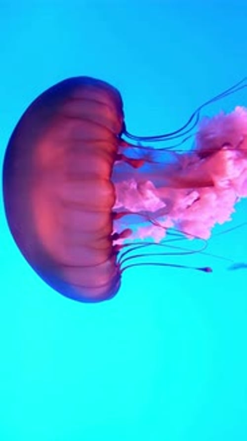 Jellyfish Pulsating Underwater in Blue Background