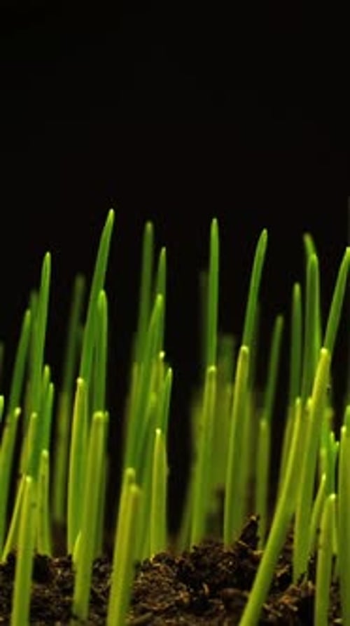 Green Sprouts Time Lapse Emerge from Soil