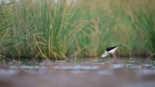 A serene close-up view of two black-winged stilts standing in shallow marsh water.