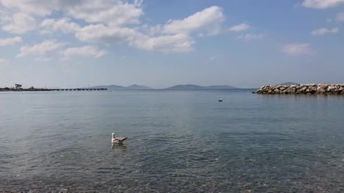 Seagulls feeding and flying by the sea