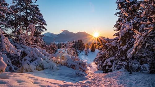 Magic Winter Sunset Frozen Forest Nature