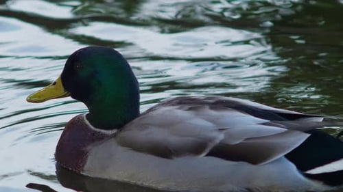 Close up of male duck sitting on water. 50fps