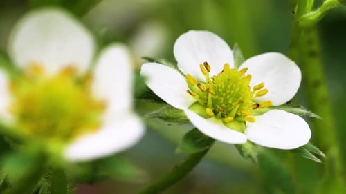 Close up view of a strawberry flower. Slide from left to right.