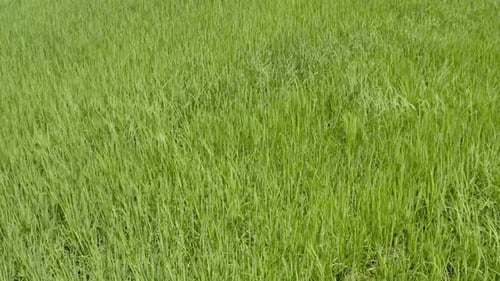 Paddy field agricultural farmland in Asian countryside