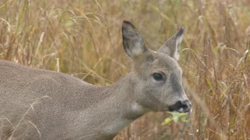 Side view of a female roe deer slow and carefully walking across a field in northern Sweden.