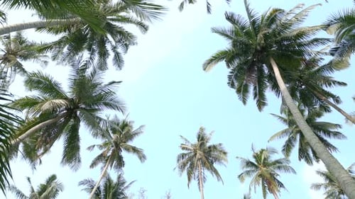 Palms Against Blue Sky