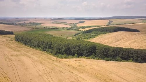 Aerial View of Yellow Agriculture Wheat Field Ready to Be Harvested in Late Summer