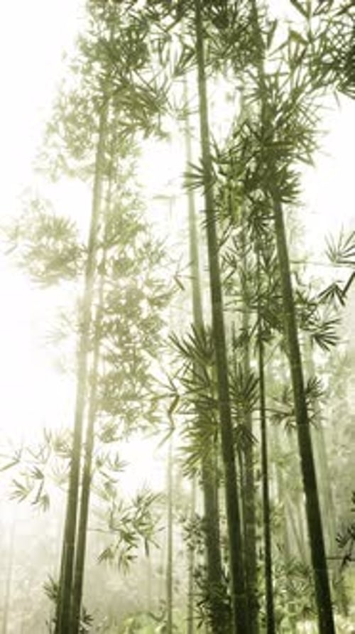 Tall Bamboo Trees Towering in Forest Vertical