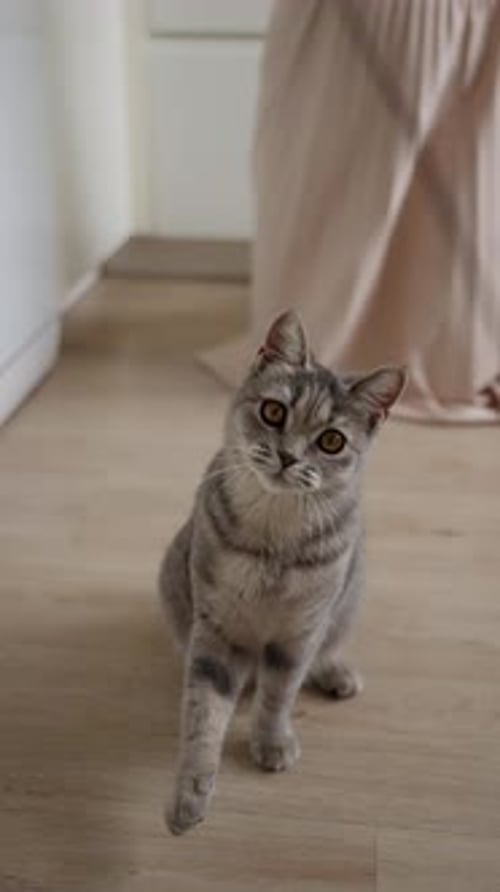 Gray Tabby Cat Plays With String Toy Indoors