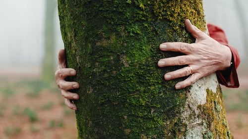 Hands Embracing a Mossy Tree in Forest