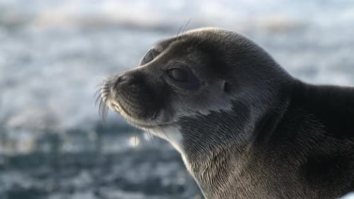 Close Up Portrait of Seal Resting on Floating Ice Block in the Sea