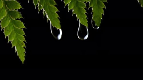Wassertautropfen, die von Farnbaumblättern fallen, Makro, Wildnis, Pflanzen, frische Hintergrundtextur von