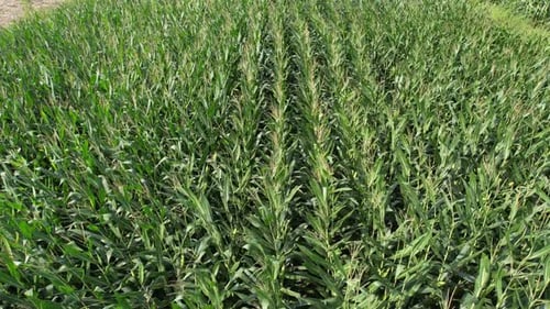 Aerial Corn Field