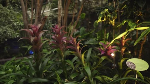Lush Tropical Plants with Burgundy Flowers