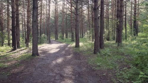 Rays of evening sunshine on green grass in pine woods