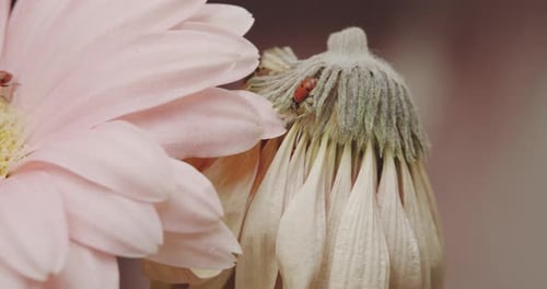 Marienkäfer auf den schönen Blumen im Garten - Nahaufnahme