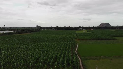 Field of Banana Plants. Banana plants may grow with varying degrees of success in diverse climatic c