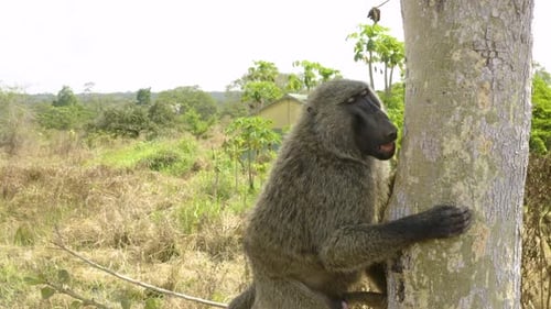 Baboon Clings to Tree in African Tropical Habitat