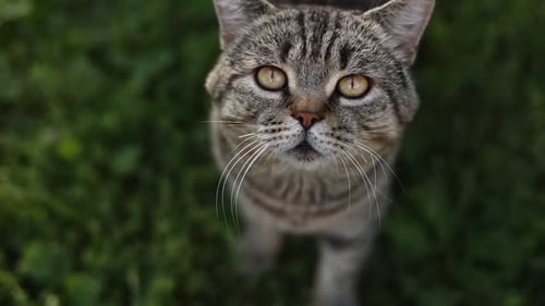 Portrait of cute adult british striped cat with beautiful eyes sitting outdoors. Funny tabby pet