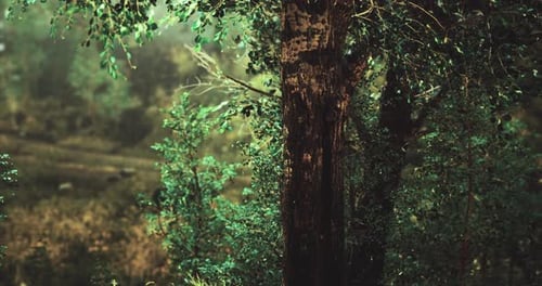 Lush Green Forest with Sunlight Filtering Through Leaves in a Serene Setting