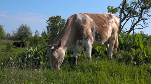 Cow Grazing in the Pasture