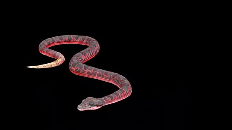Realistic Red Snake Animation with Tongue Flick and Aggressive Hissing ...