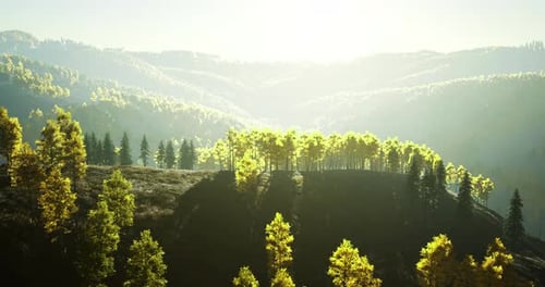 Sunlight Filters Through Vibrant Foliage in a Serene Forest Landscape