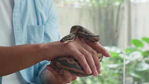 Hände eines Besitzers, der kleine Python zu Hause vor der Kamera streichelt
