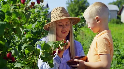 Mother and Son Spend Time Together Picking Raspberries