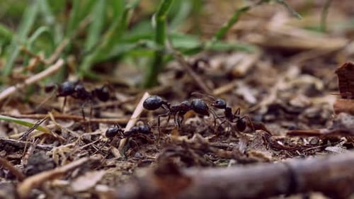 Ameisen bauen Anthill