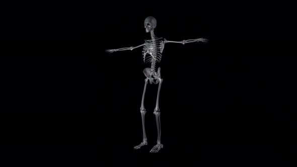Seamless Loop of a Rotating Human Skeleton, Backgrounds Motion Graphics ...