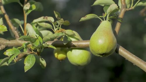 Pear Resting on Branch with Lush Green Leaves in Orchard