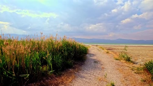 Dirt Path Along Reeds Leading to a Serene Lake