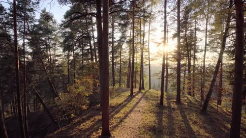 Autumn forest and sun, pan