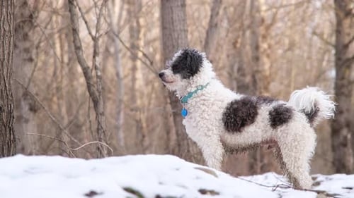 happy dog walking in snow in winter forest