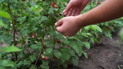 Close Up of a Farmer Man Picking Ripe Organic Raspberries