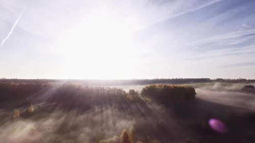 Yellow leaves on the trees. Drone flight over a foggy autumn forest.