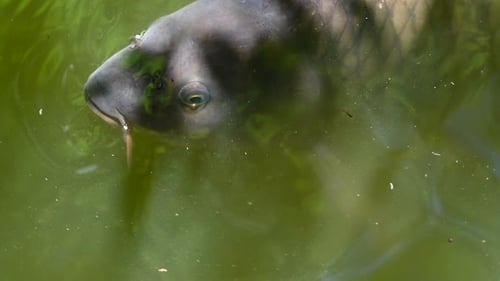 zoological park in France: carp is breathing at the surface of a opal, murky water