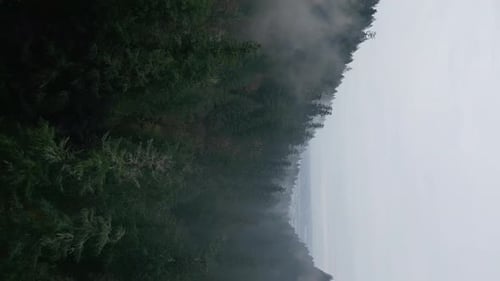 Misty Evergreens Forest on Overcast Day