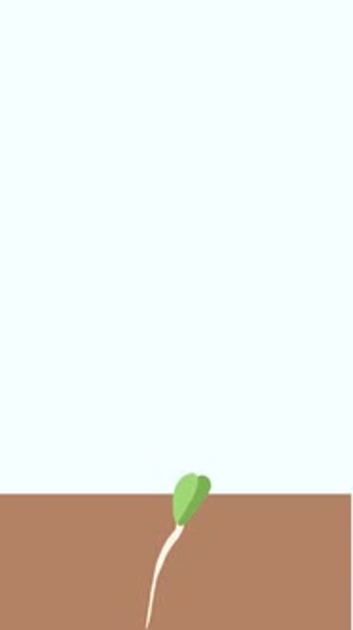 Flat Design Sunflower Seed Growing into a Plant Animation