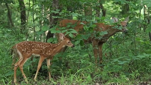 Fawn Baby Deer And Mother Showing Love In The Forest