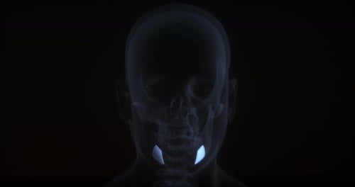 3D Human Head X-Ray Scan Rotation with Glowing Mandible Teeth