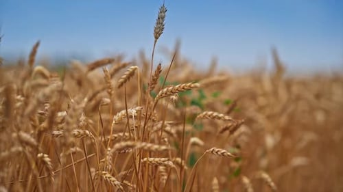 Gelbes reifes Weizenährchen, das sich im Wind wiegt. Ökologischer Landbau und Ernte.