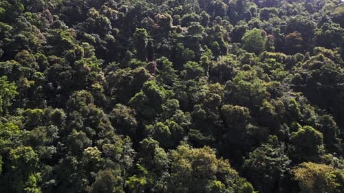 Green Dense Mixed Forest Jungle Primeval irradiated by sun. Majestic aerial view flight
island jung