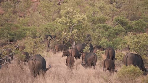 Hinterseiten afrikanischer Büffel, die in Savannengras und Sträuchern grasen.