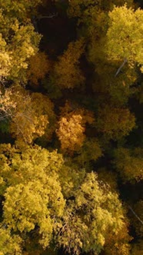 Calm Flight Through Fall Autumn Forest During Beautiful Sunset Evening