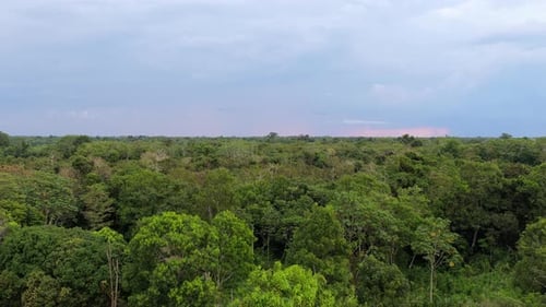 Aerial Views Capturing Amazon River and Its Bank Where Lush Tropical Rainforest Meets Murky Waters
