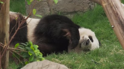 Giant Panda Relaxing in Grass Outdoors During the Day